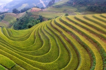 ベトナム・インドの税務最前線